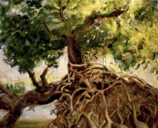Tree at Mullet Bay #6 - 48x60, Norma Trimborn